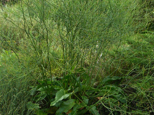 Vivers Càrex - Limonium latifolium 